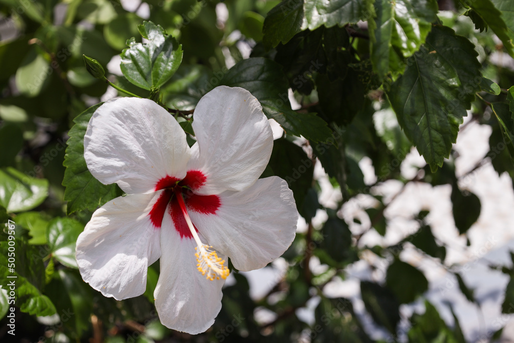 Obraz premium Hibiscus flower is a genus of flowering plants in the mallow family, Malvaceae. the EDGE District of St. Petersburg, Florida, wall murals 