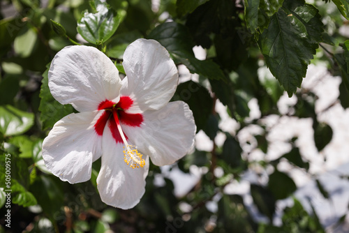 Hibiscus flower is a genus of flowering plants in the mallow family, Malvaceae. the EDGE District of St. Petersburg, Florida, wall murals  photo