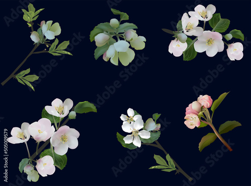 six apple tree blooms on black