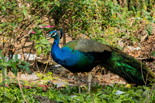 Various views of a male peacock photo