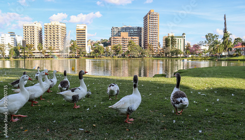 Vista da cidade de São Lourenço com alguns gansos - Minas Gerais/Brasil