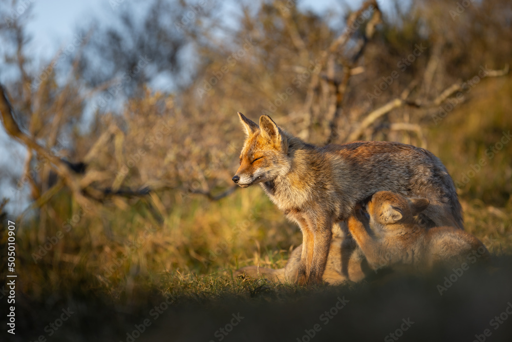 Naklejka premium red fox cub in the dunes