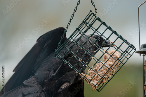 close up of a Jackdaw (Corvus monedula) hanging from a bird feeder cage as it attacks suet and seed feed photo
