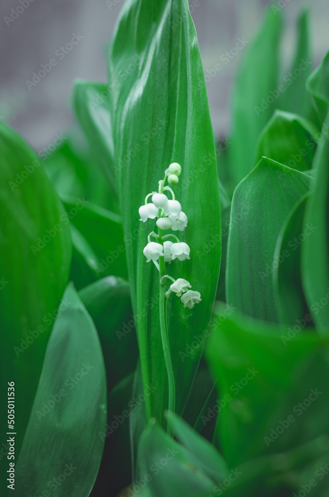 Obraz premium Lily of the valley flower in a forest clearing close-up