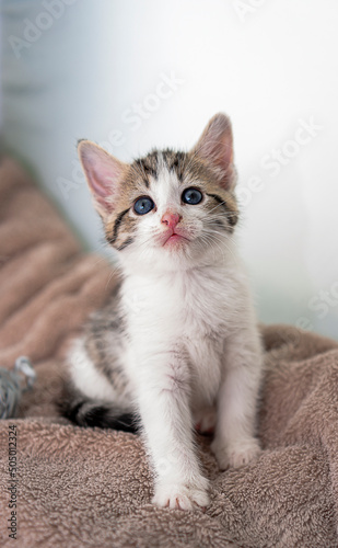Fototapeta Naklejka Na Ścianę i Meble -  Little kitten - portrait