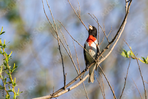 Male rose-breasted grosbeak (Pheucticus ludovicianus) photo