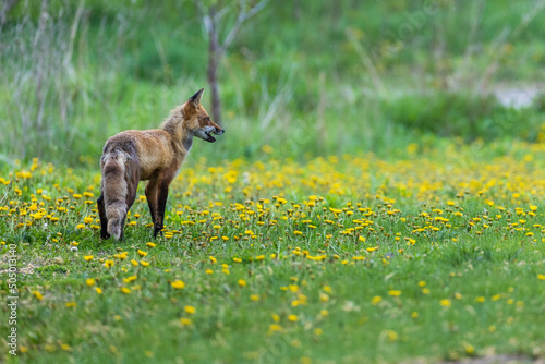 Red fox in colorful spring