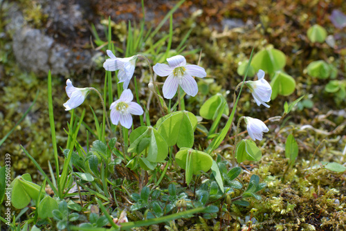 Flowering of the first spring flowers Oxalis acetosella © orestligetka