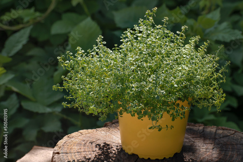 Thyme in pot on wood log against background of gree garden. Potted Thymus vulgaris plant perennial herb. Growing kitchen herbs and spices. Home gardening.
