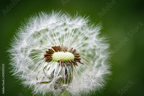 Pusteblume