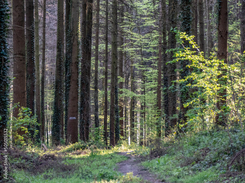 Waldweg durch den Mischwald