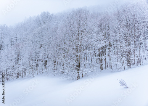 ambiente completamente innevato nei dintorni di passo godi e del lago di san ebendetto photo