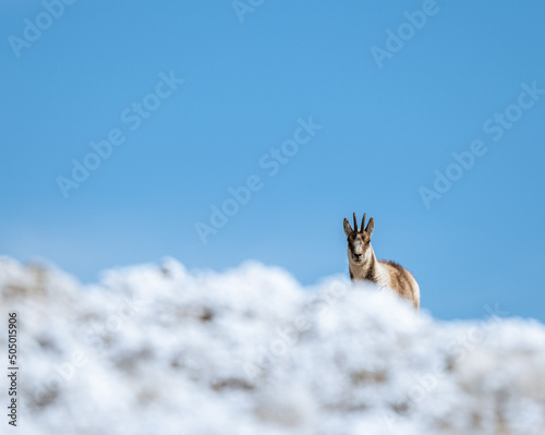 il camoscio appenninico nel parco regionale del sirente velino, n ambiente di inizio primavera photo