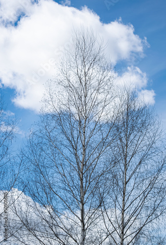 Young birch trees with black and white birch bark in spring against a blue spring sky.
