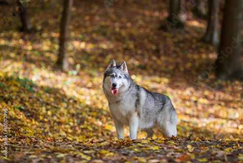Siberian husky dog in the middle of autumn forest