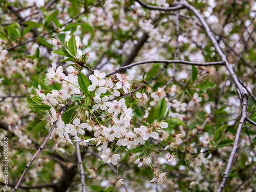 Cherry tree blossom photo