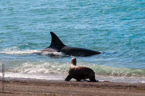 Killer whale hunting sea lions on the paragonian coast, Patagonia, Argentina photo