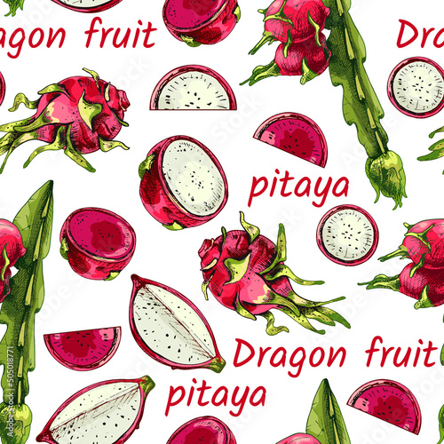 718_dragon fruit plant_dragon fruit Dragon Fruit, Hylocereus, Pitahaya, Pitahaya, Hand drawn vector illustration of pitahaya stalk, with fruit isolated on white background, set, whole, half, fruit sli