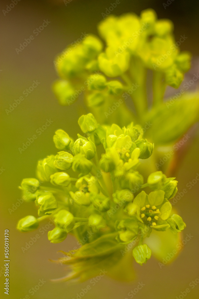 close up of yellow flower close up of yellow flower