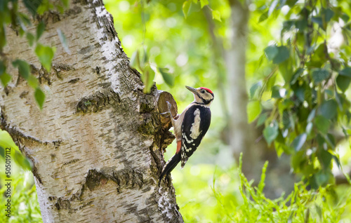 Foto Greater spotted woodpecker on silver birch tree in UK woodland