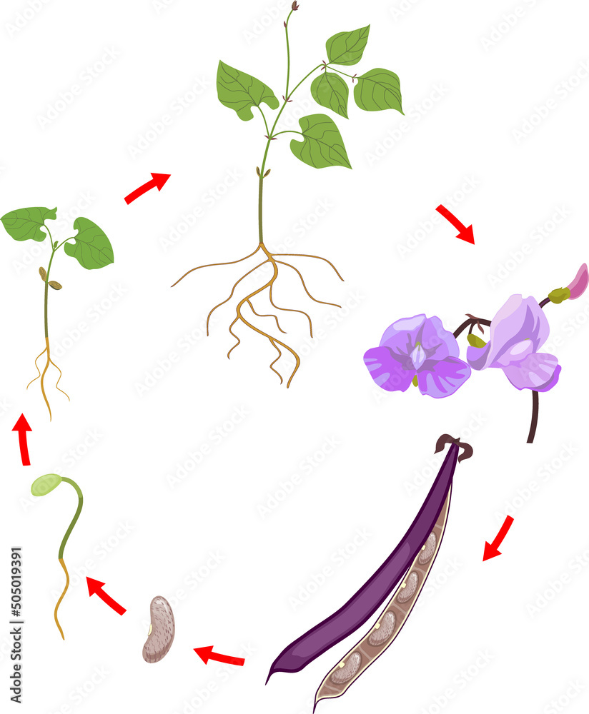 Life Cycle Of Bean Plant Growth Stages From Seeding To Flowering And