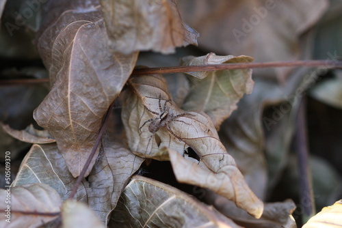 Spider on the leaves