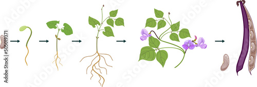Life cycle of bean plant. Growth stages from seeding to flowering and fruiting plant with root system isolated on white background