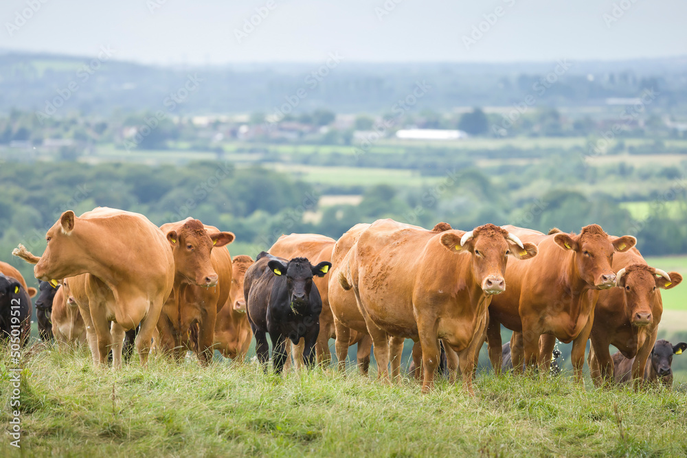 Herd of cows, Hereford beef cattle. Livestock in a field, UK