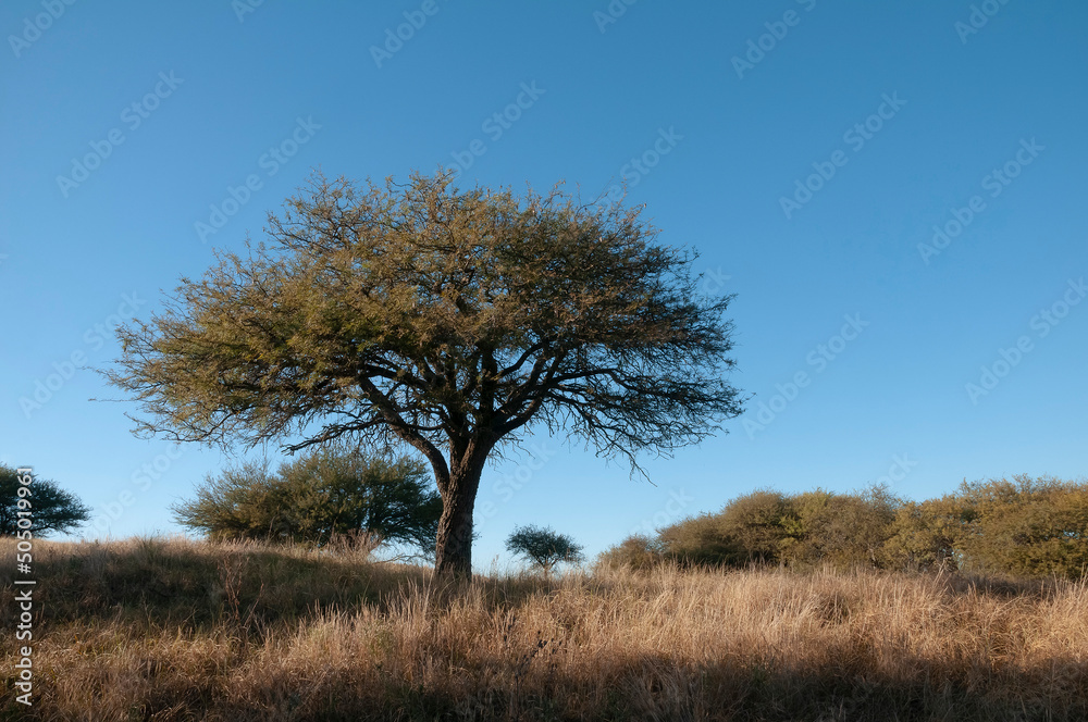 Calden forest landscape, Geoffraea decorticans plants, La Pampa province, Patagonia, Argentina. Calden forest landscape, Geoffraea decorticans plants, La Pampa province, Patagonia, Argentina.