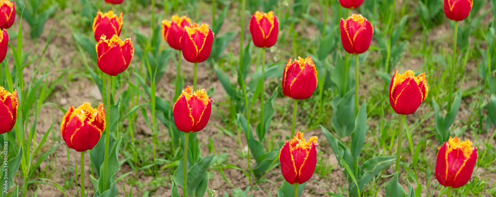 Obraz premium red flower of fresh holland tulips in field