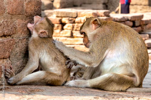 Crab-eating macaques grooming