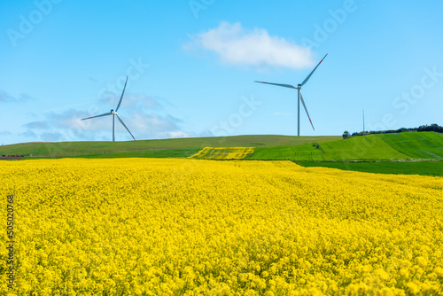 Canola Fields. Blooming canola fields under a blue sky with clouds. Beautiful yellow flowers. photo