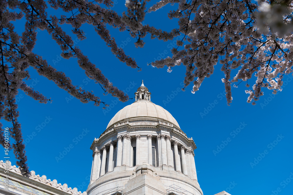 us capitol with sakura bloom. Washington State Capitol. Legislative Building in Olympia