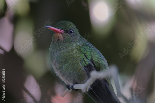  A close-up of a Glittering-bellied Emerald hummingbird (Chlorostilbon lucidus) resting in a tree branch photo