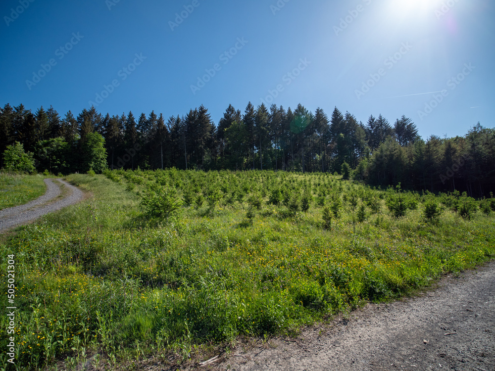 Naklejka premium Wiederaufforsttung im Mischwald