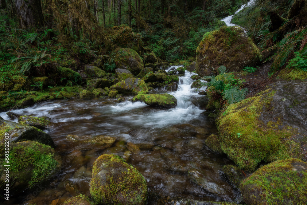 Cascading waterfall in lush spring environment of the Quinault Rainforest, Pacific Northwest, Washington State Cascading waterfall in lush spring environment of the Quinault Rainforest, Pacific Northwest, Washington State