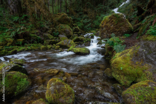 Cascading waterfall in lush spring environment of the Quinault Rainforest, Pacific Northwest, Washington State