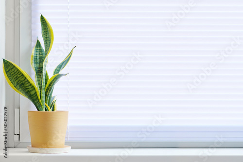 Home plant in a yellow pot on windowsill. Window closed by horizontal blinds indoors. The microclimate in the house. photo