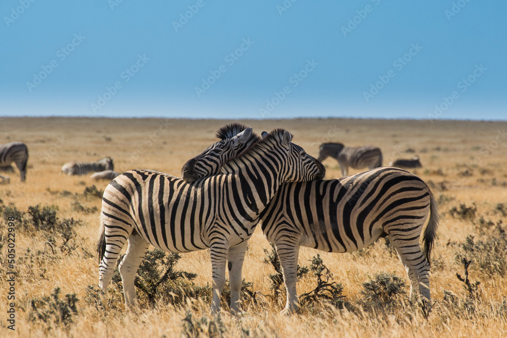 Fototapeta premium Zebra