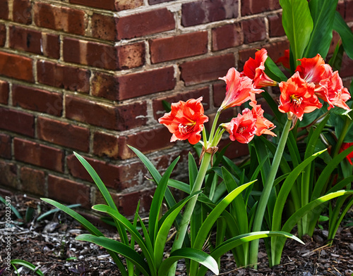 Red Lilies with Red Brick Background Wall