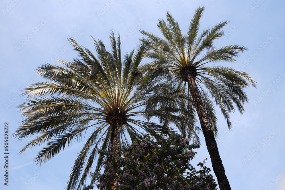 Low angle view of palm trees against blue sky in Valencia, Spain.