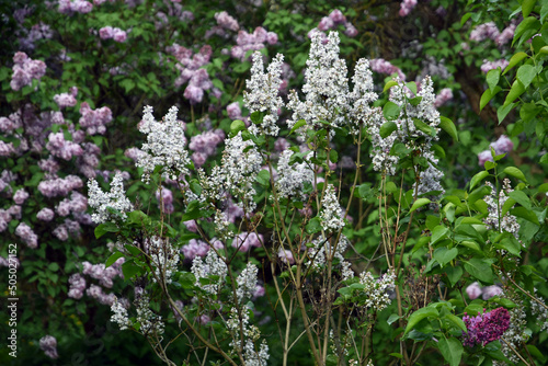 lilac flowers in the garden 
