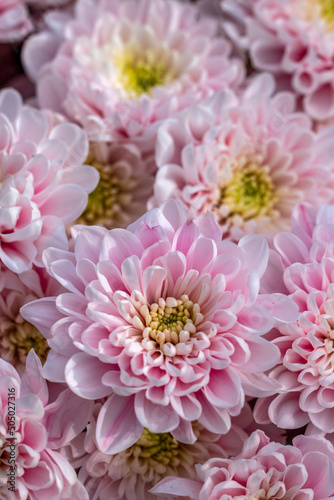 eine pinke Chrysantheme © jsr548
