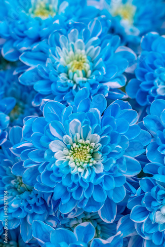 eine blaue Chrysantheme