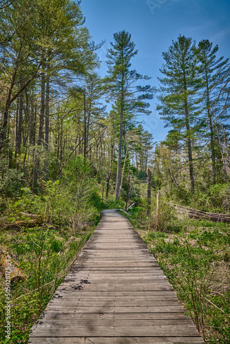 Wooden pathway or walkway at Pink Beds Picnic Area in Pisgah National Forest.