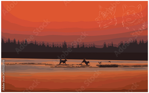 Two Siberian Huskies chase ducks in the swamp.