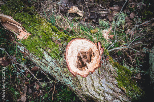 Tronçonneuse à bois en forêt photo