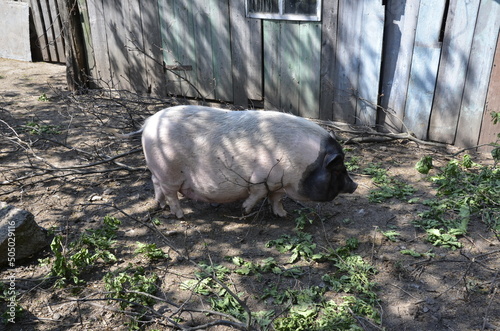 Vietnamese pigs in the mud near the barn