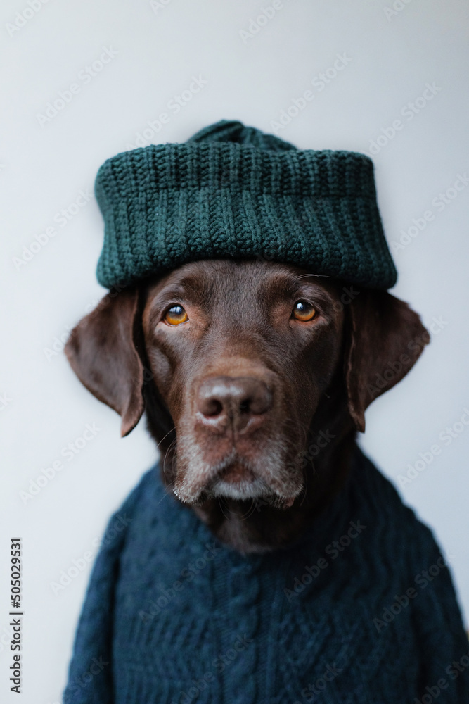 Labrador in clothes sales