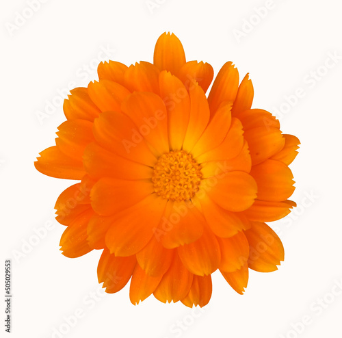 pot marigold (Calendula officinalis) flower isolated on white background